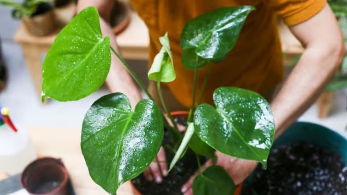 Drei Tipps zur Pflege von Schweizer Käsepflanzen im Winter