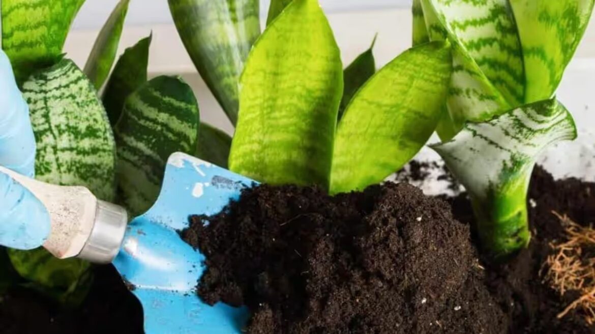 Gründe, warum Ihre Sansevieria nicht wächst und keine neuen Blätter produziert