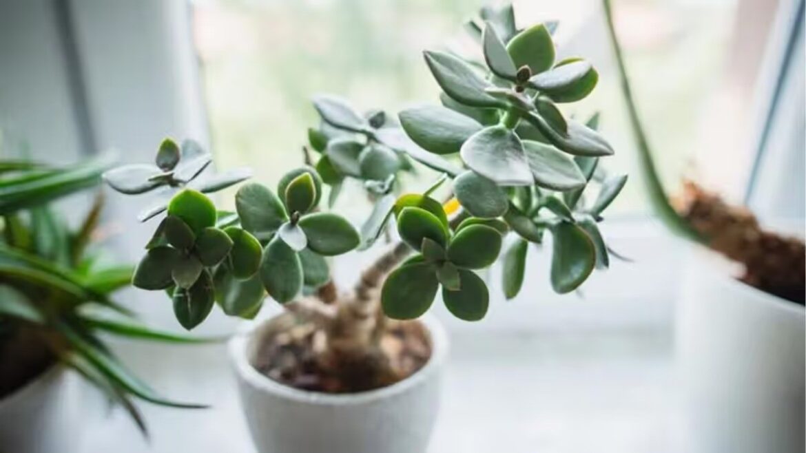 So vermehren Sie einen Jadebaum: Nur ein Blatt reicht aus