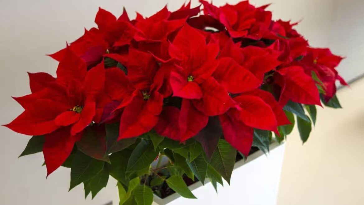 Wie sorgt man dafür, dass Weihnachtssterne länger haltbar sind, damit sie über Weihnachten hinaus gedeihen?